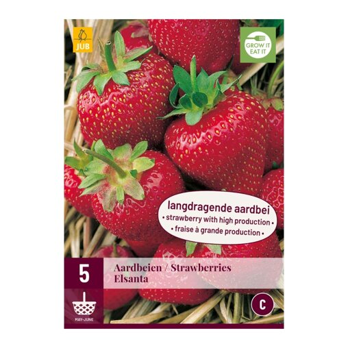 Aardbeien Elsanta (zak van 5 stuks)